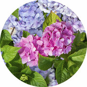 rond tafelzeil hortensia