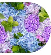 Ovaal tafelzeil hortensia foto print